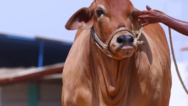 Pakistani big cow