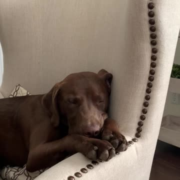 Rockinpapa with his biggest fan Klause dog