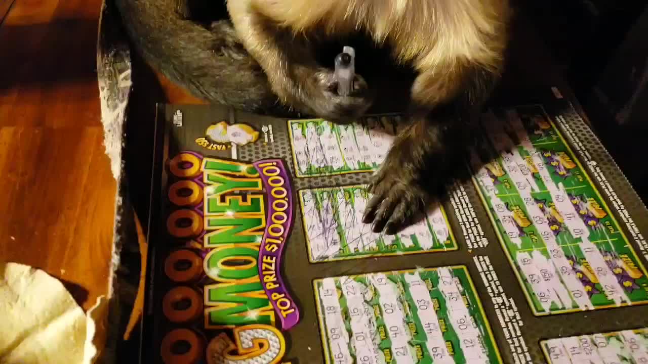 Talented monkey learns to write with a pen