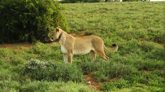 lion in forest