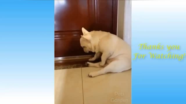 funny videos of cats and dogs (7/10)