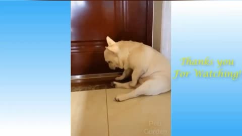 funny videos of cats and dogs (7/10)