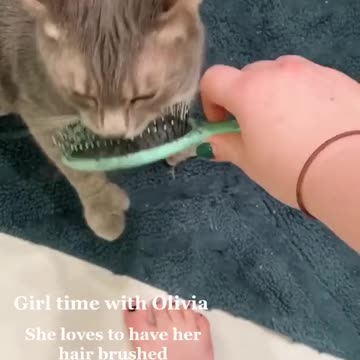 The Best TikToks Cute Animal Edition Funny Animal Videos Tik Tok Videos Funny Tabby Cats