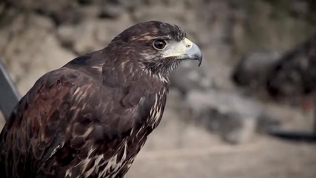Little eagle is ready to hunt