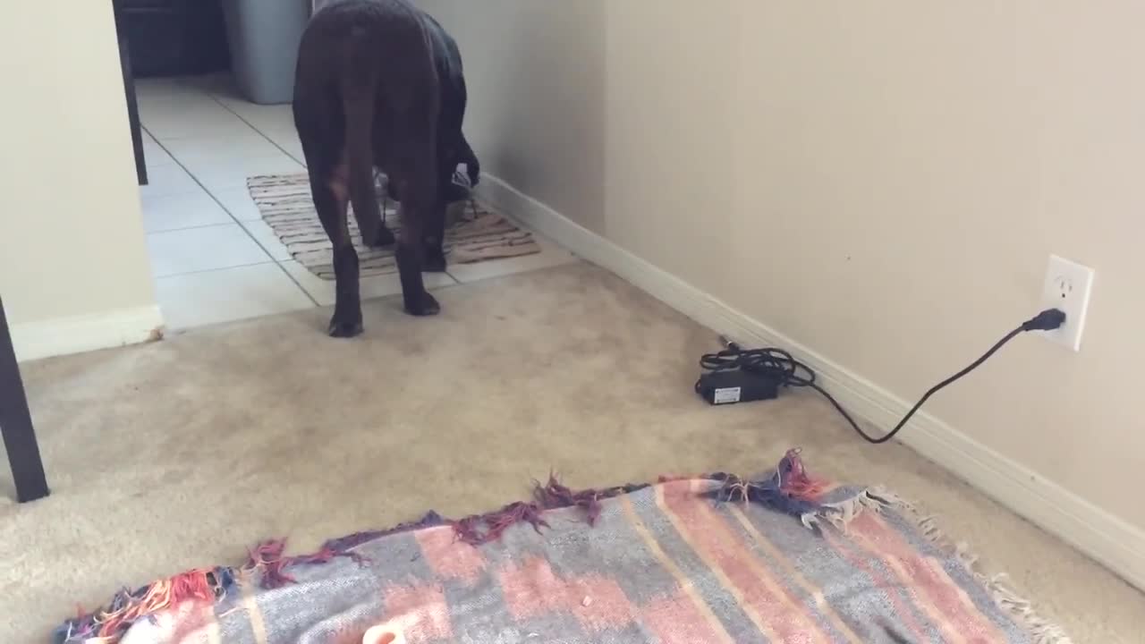 Owner convinces dog he's thirsty - when he's not