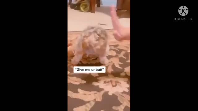 😂Dog show her butt n shake😂 You need to see this video😂