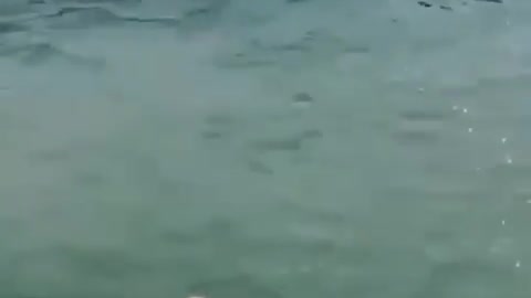 Dog Playing in The Swiming Pool 😀