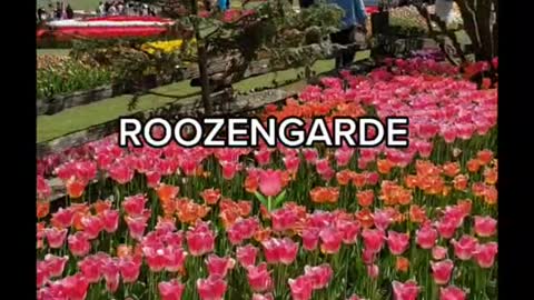 ROOZENGARDE