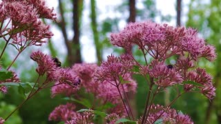 Bees Pollinating Wildflowers in God's Creation - Nature Clip