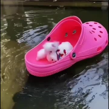 Cut the hair of a good dog, be careful