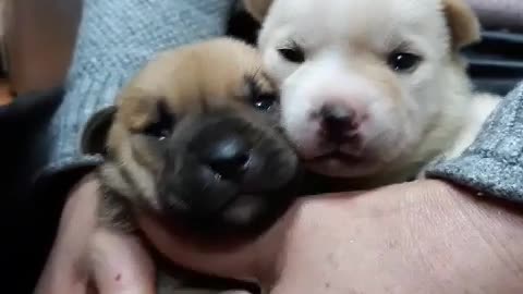 Cute puppies and owner