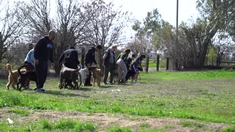 Modern Dog Training