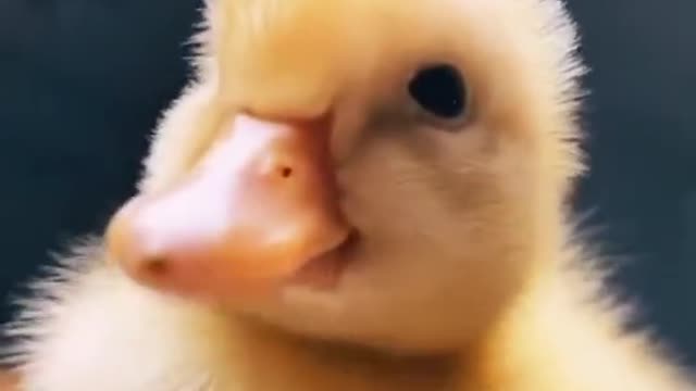 funny moments of ducks make those who see them smile