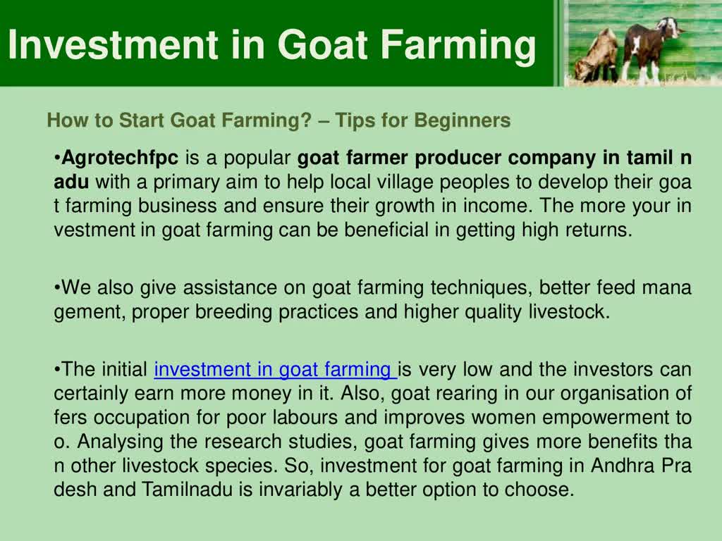 Investment in goat farming - Top tips for goat rearing