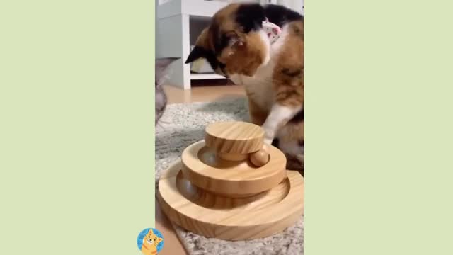 FunnyCatsBr 1