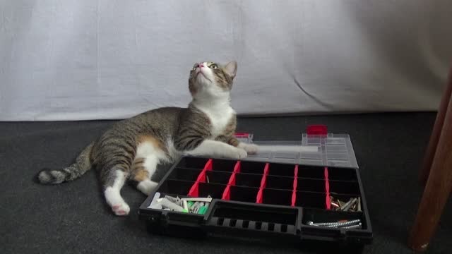 Curious Kitten Discovers a Toolbox