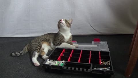 Curious Kitten Discovers a Toolbox