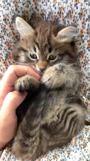 Funniest Animals - Best Of The 2021 Funny Animal Videos #2 Super Funny Dog Videos