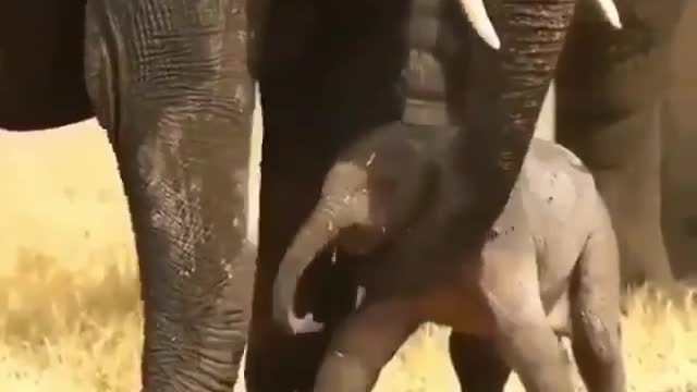 Baby elephant first step