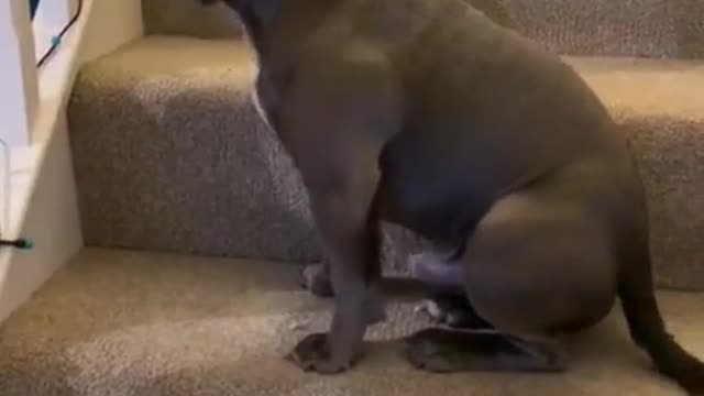 funny dogs funny