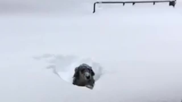 Snow happens dog