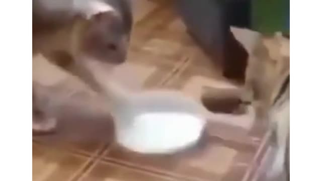 Cats Funny Milk Fight