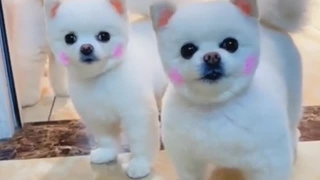 Wow! Its so cute Puppy see this 😚