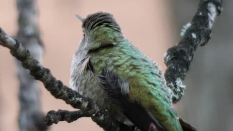 Hummingbird resting on a branch