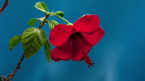 Time Lapse/beautiful Brazilian flower