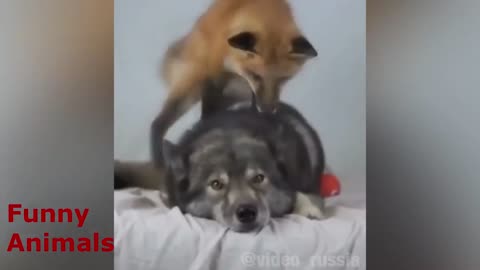 Fox and husky are best friends .