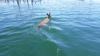 Pampas Deer Quietly Swims through Clear Waters