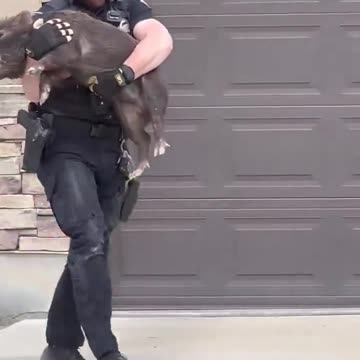 The cop caught the little pig.