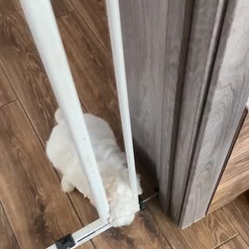 Poor dog does not know how to pass the gate.