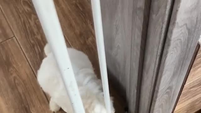 Poor dog does not know how to pass the gate.
