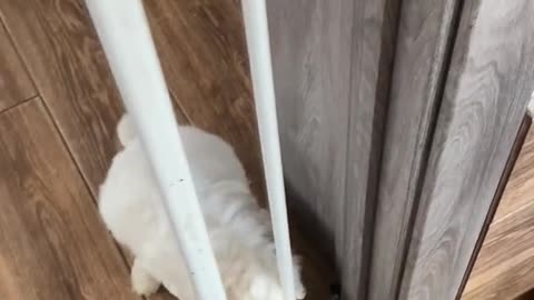 Poor dog does not know how to pass the gate.