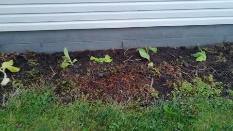 Tobacco Plants June 11 2022