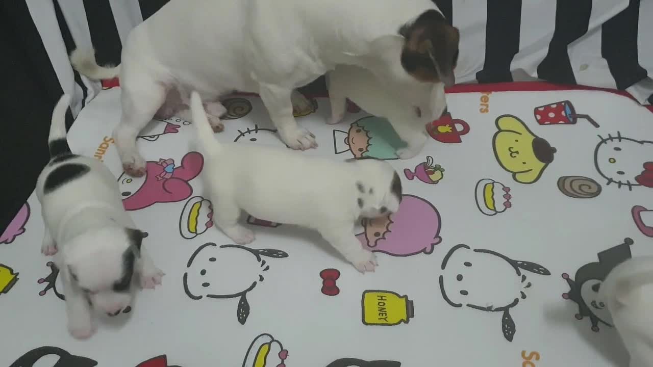 daddy playing with kids😍😍