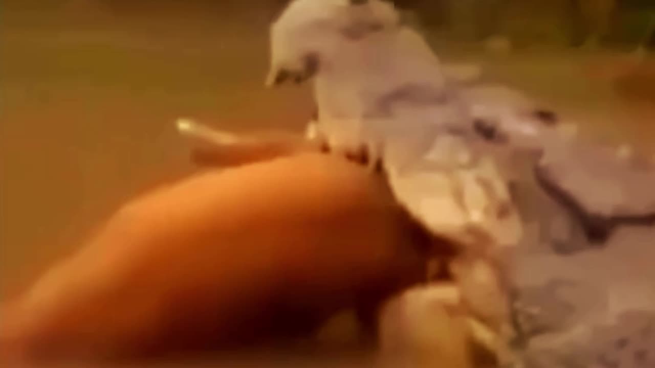 Alligator takes out adult deer in Florida canal