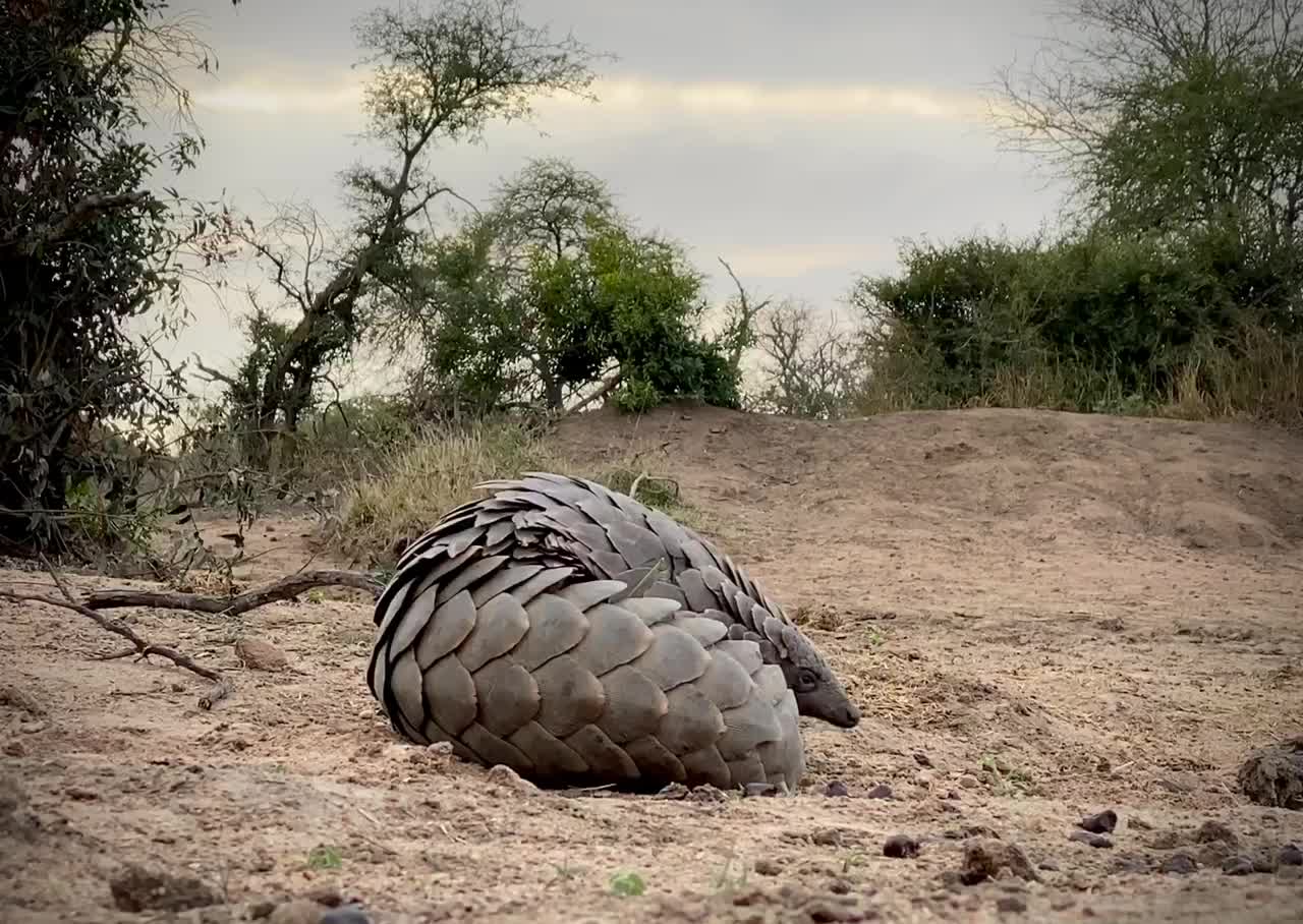 One of Africa’s most sacred creatures!