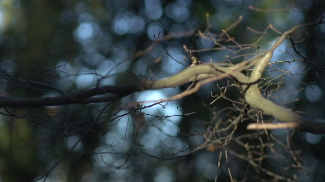 forest branches raw 2