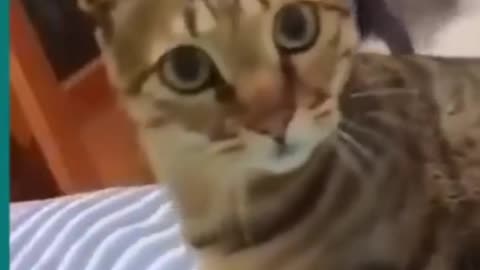 Cats and dogs fighting