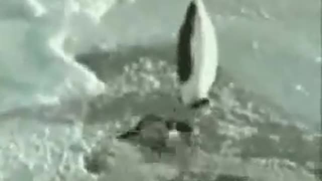 Funny Penguin Animals