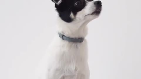 Cute dog