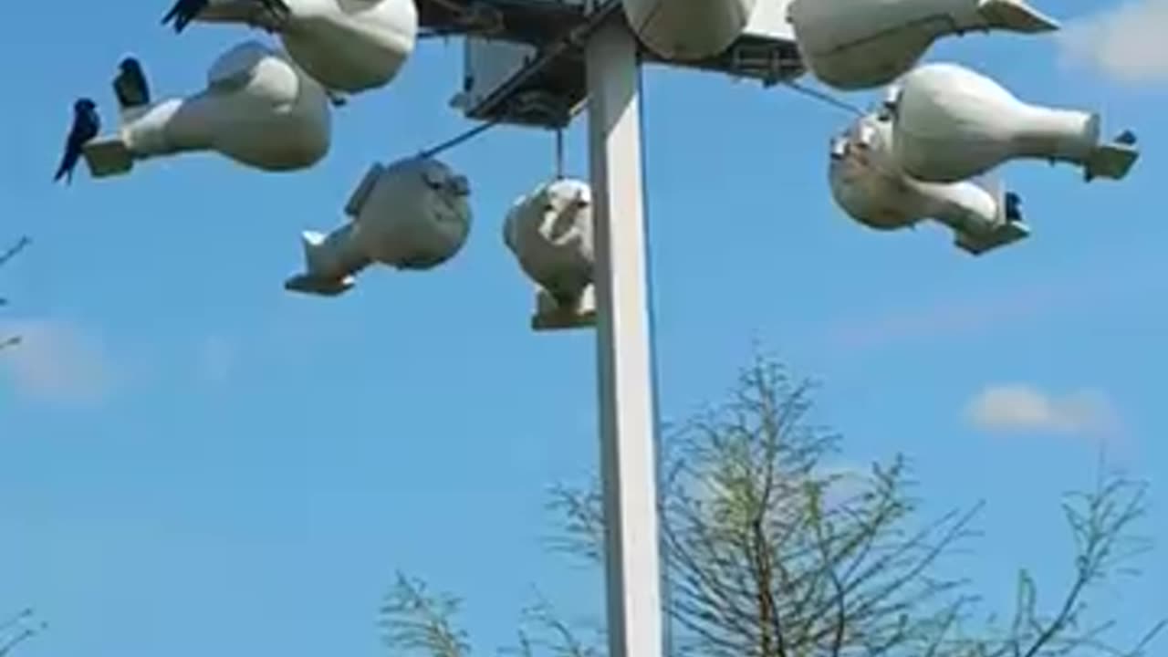 Purple Martins #purplemartins #birds #birdsounds