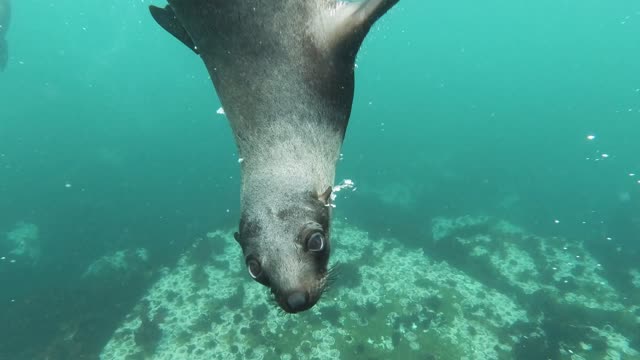 sill fish suwiming