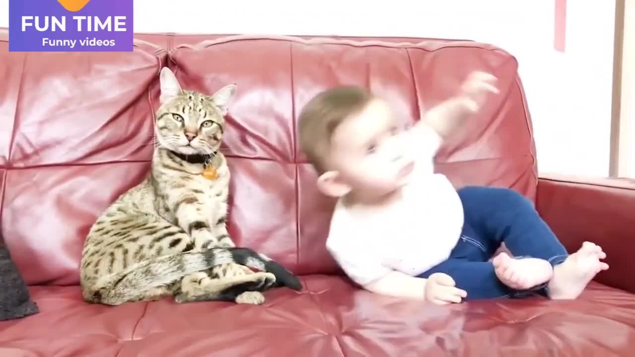 cat play with baby