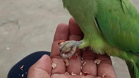 Parrot eat almonds