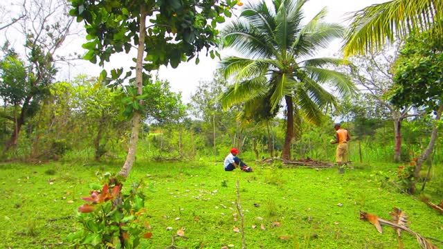 Pure nature near Rio San Juan, Republica Dominicana