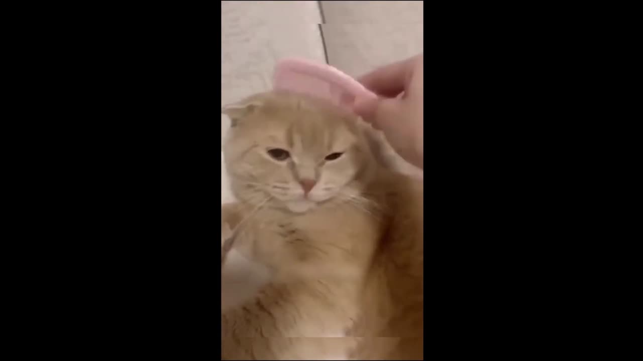 Funny Animal Videos Pt. 6