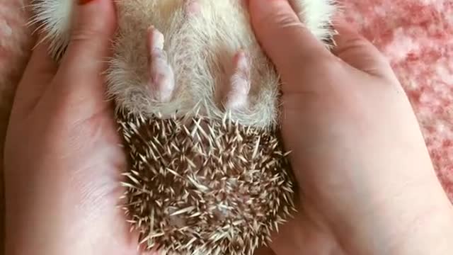 The cutest thing you'll see